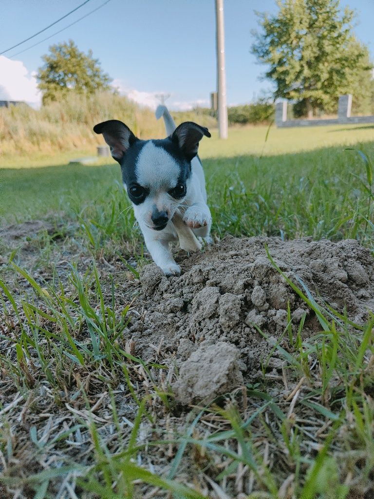 Chihuahua krótkowłosa piesek