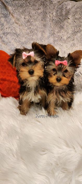 Yorkshire terrier suczki stalowo złote york