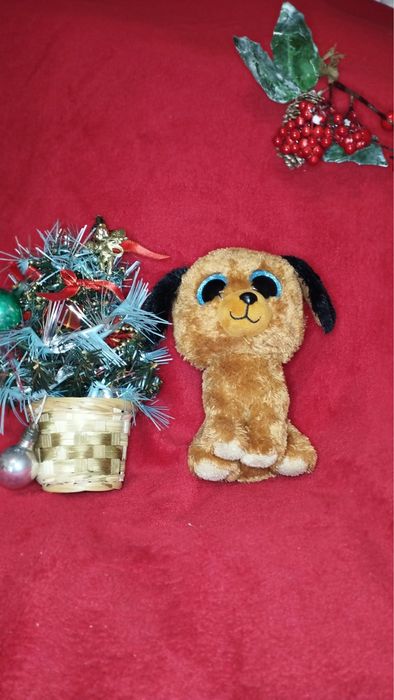 Mis Puppi szuka domu