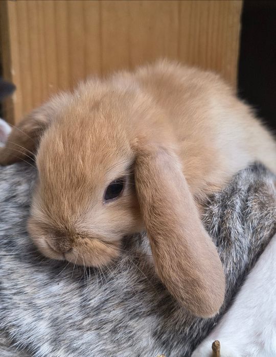 Mini lop_Baranek karzełek_Baranek miniaturka
