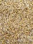 Продам насіння  озимого ячменю (Снігова  Королева) перша репродукція