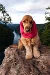 Nowy siateczkowy snood dla psa z długimi uszami Cocker spaniel cavalie