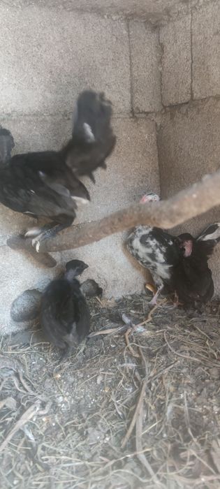 Garnizos  juvenis machos
