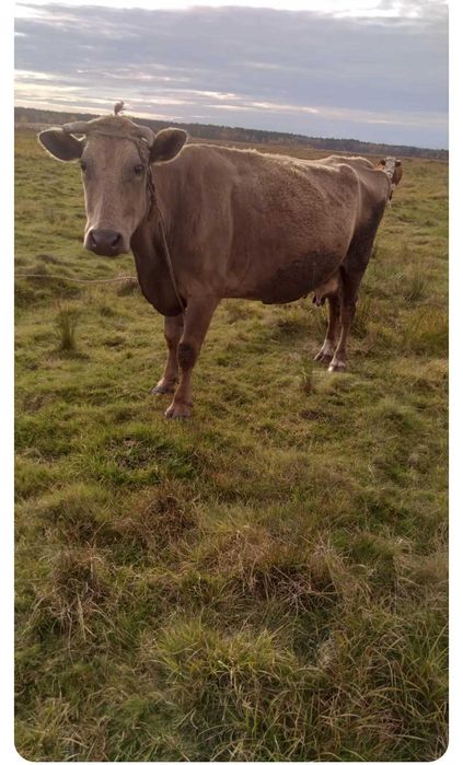 Продам корову "Шоколадка"