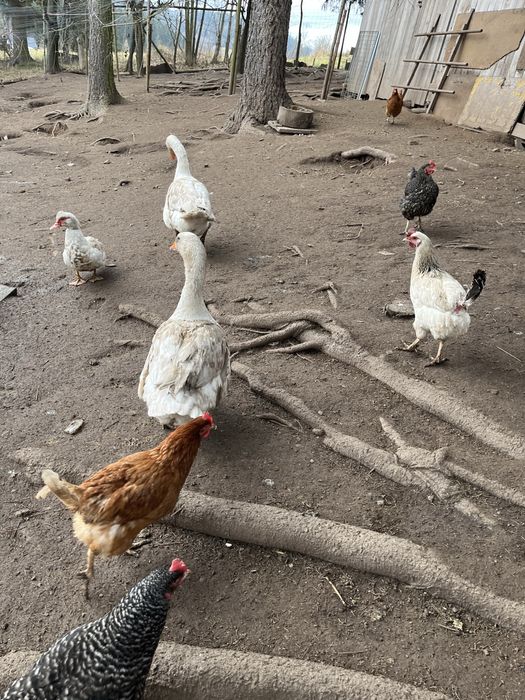 Gęś z tego roku i 2 z tamtego roku