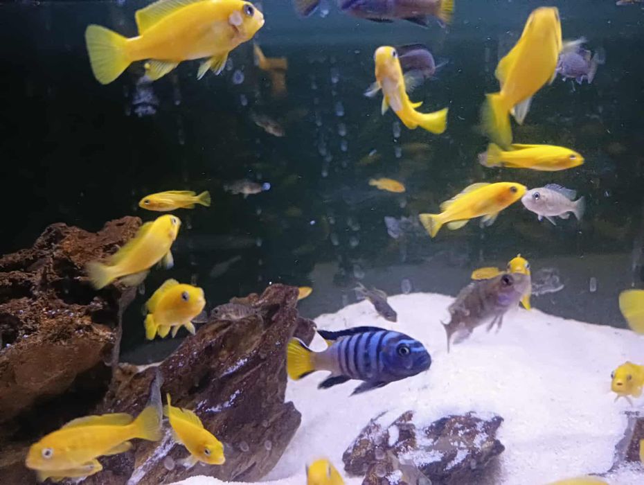 Sprzedam rybki Pyszczaki