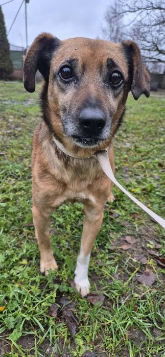 Cudowny pies szuka cudownego domu