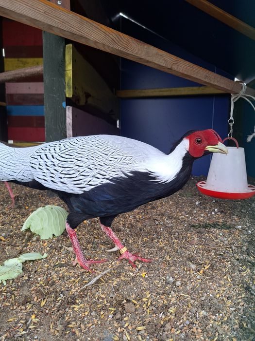 Bażanty srebrne sprzedam