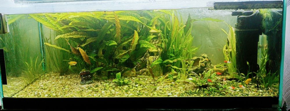 Акваріум на 100літр