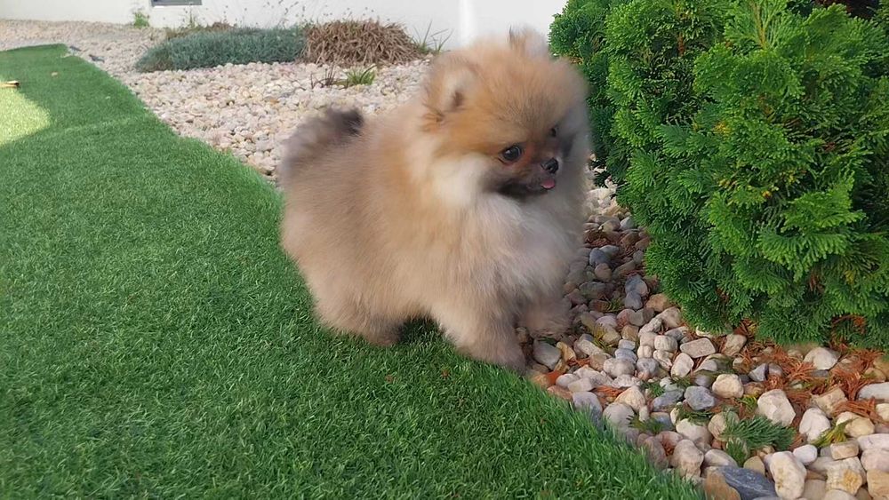 Lulu da Pomerânia com LOP (Pedigree) e Afixo