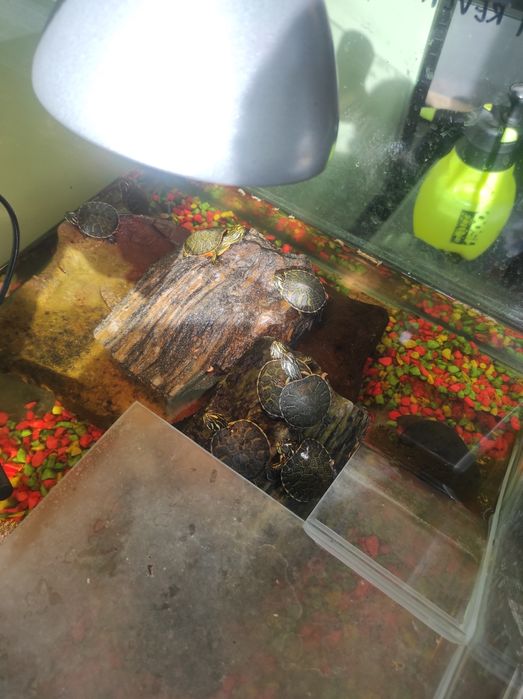 Żółwiki wodno-lądowe promocja