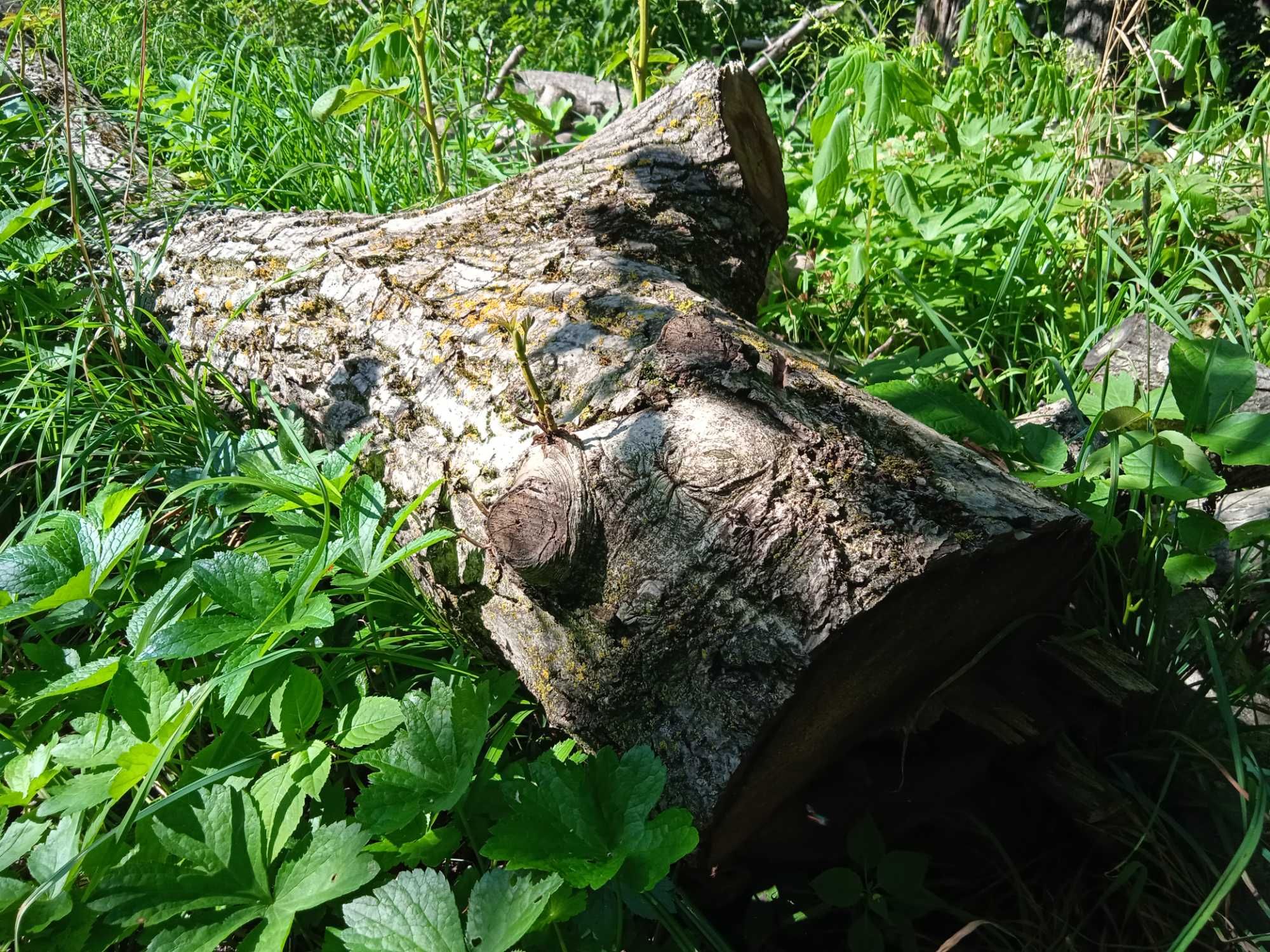 Горіх спиляний, деревина