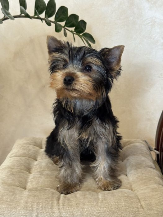 Йорік     хлопчик