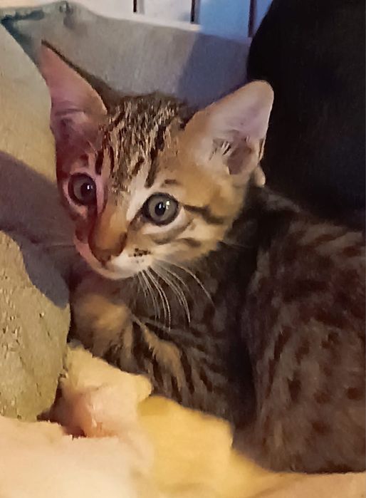 4 Gatinhos para Adoção Responsável