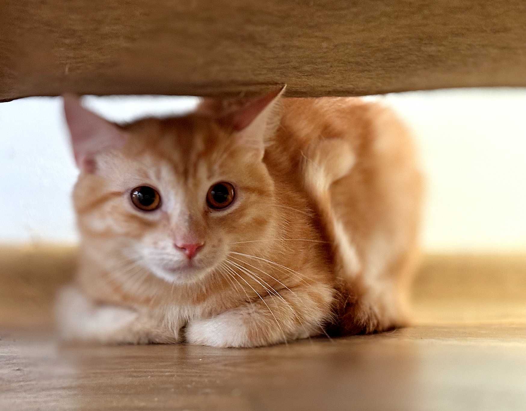 Rogal cudny rudasek do adopcji