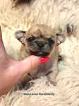 NAJPIĘKNIEJSZA MINI DZIEWCZYNKA chihuahua.  Krótkowłosa królewna  !