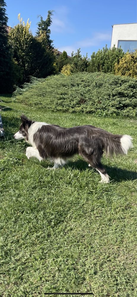 Border Collie szczeniak suczka gotowa do odbioru