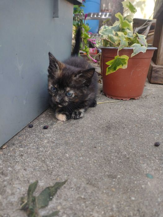 Uma gatinha para adopção
