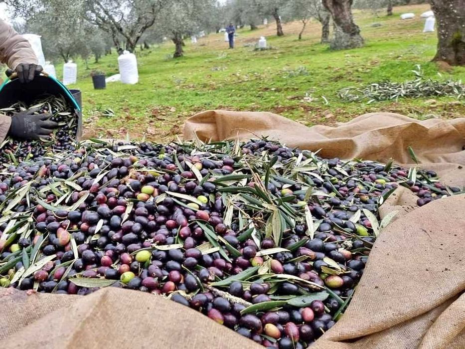 Azeite DOP Caseiro virgem extra 0,3 acidez |Trás-os-Montes | Entrega