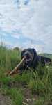 Doberman Pies wiek 1 rok