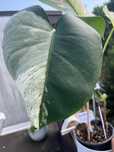 Monstera Mint LF - ukorzeniona