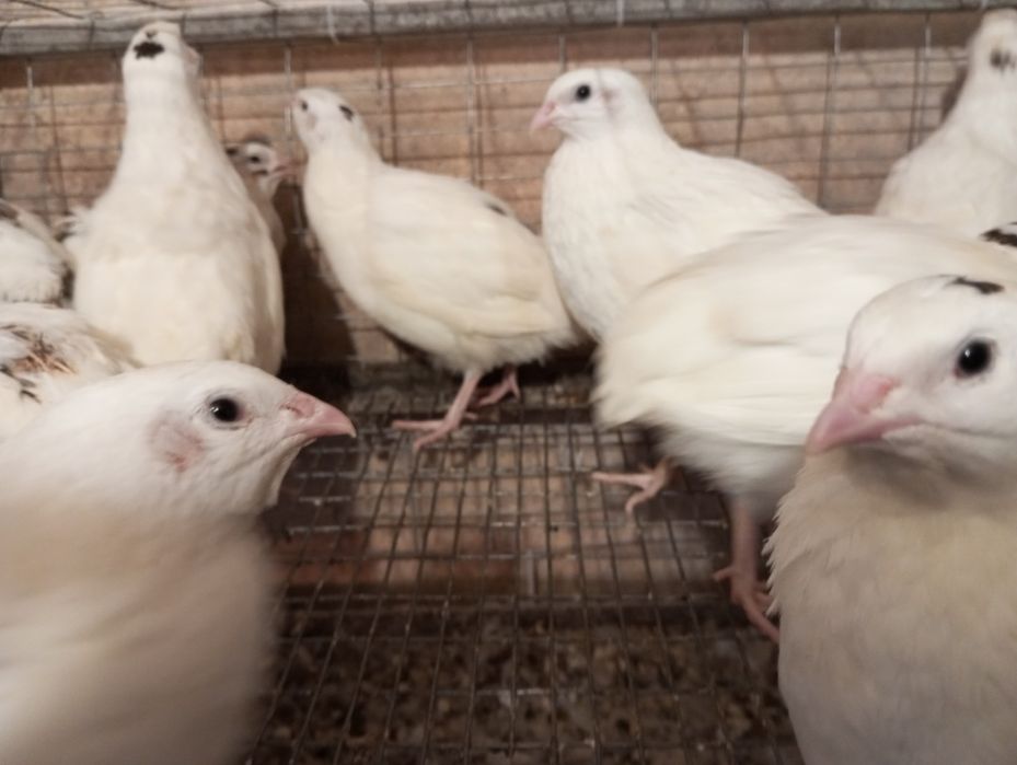 Продам перепелов Техас от суточного до несушки