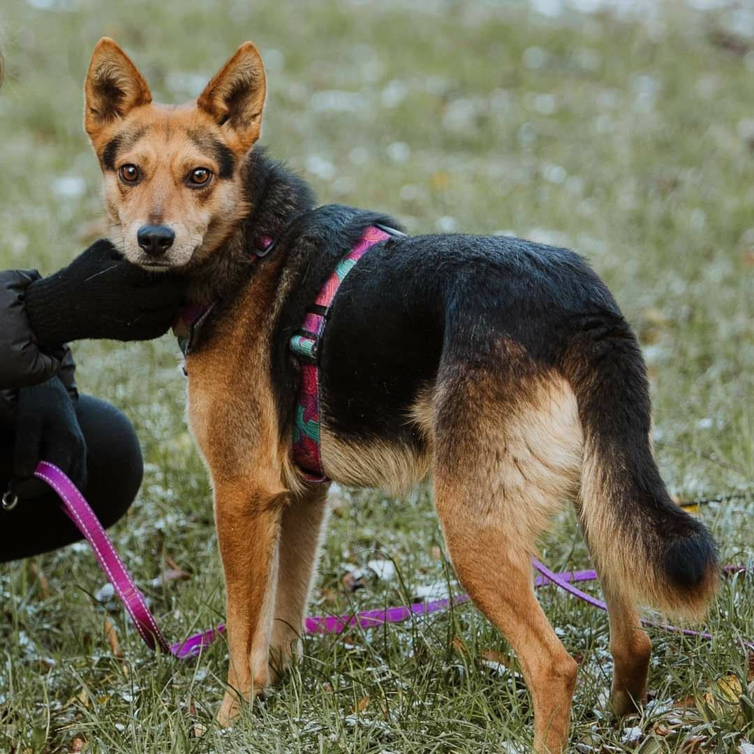 Malik poleca się do adopcji