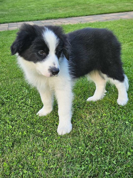 Border Collie ZKwP FCI