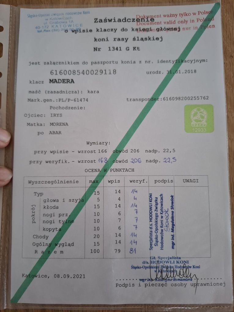 Sprzedam klacz śląską źrebną