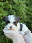 Mini sunia rasy Yorkshire terrier
