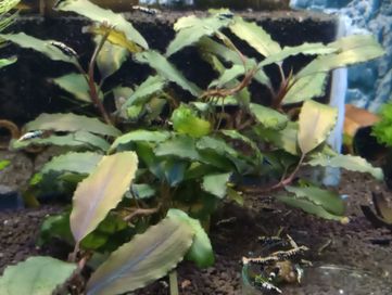Bucephalandra blue sp., roślina akwariowa!