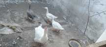 Pavões e outros animais