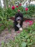 Piesek Pooton Maltipoo