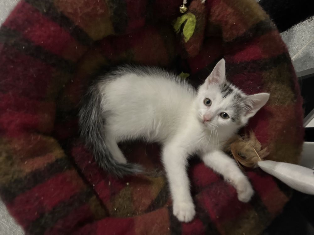 Male kotki do adopcji