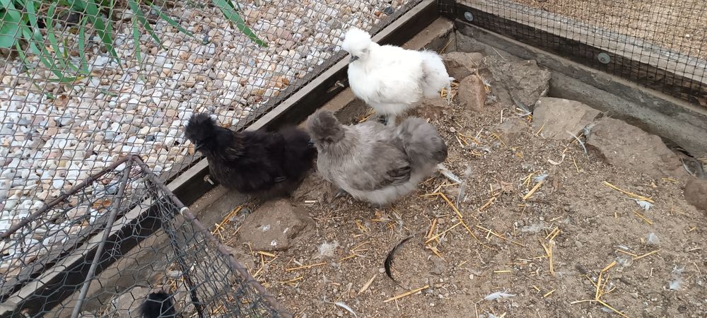 Kury silki dorosłe oraz USA