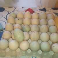 Jaja lęgowe kaczek francuskich staropolskich