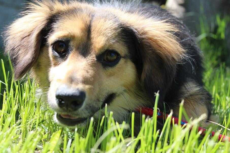 103031 Pawełek do adopcji