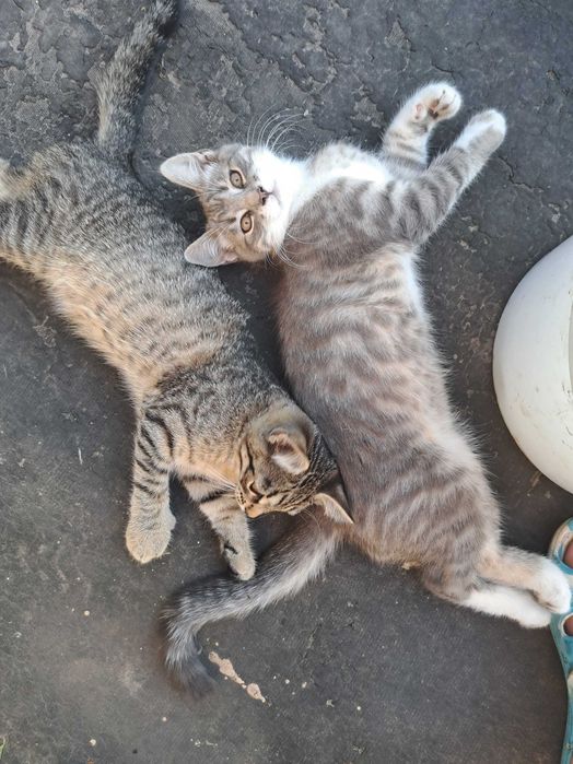 Шукаю сім'ю для кошенят