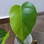 Monstera Marmorata Yellow Aurea Half Moon szczyt Variegata