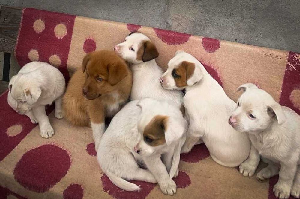 Собачки у добрі руки