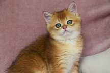 Menino Golden British Shorthair