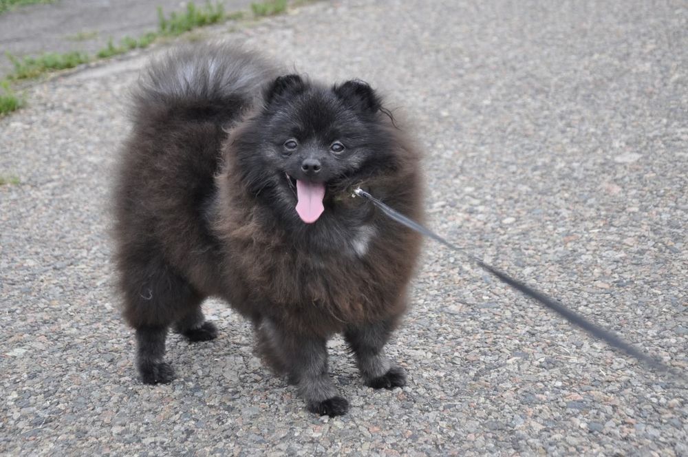 Необычного окраса малый шпиц