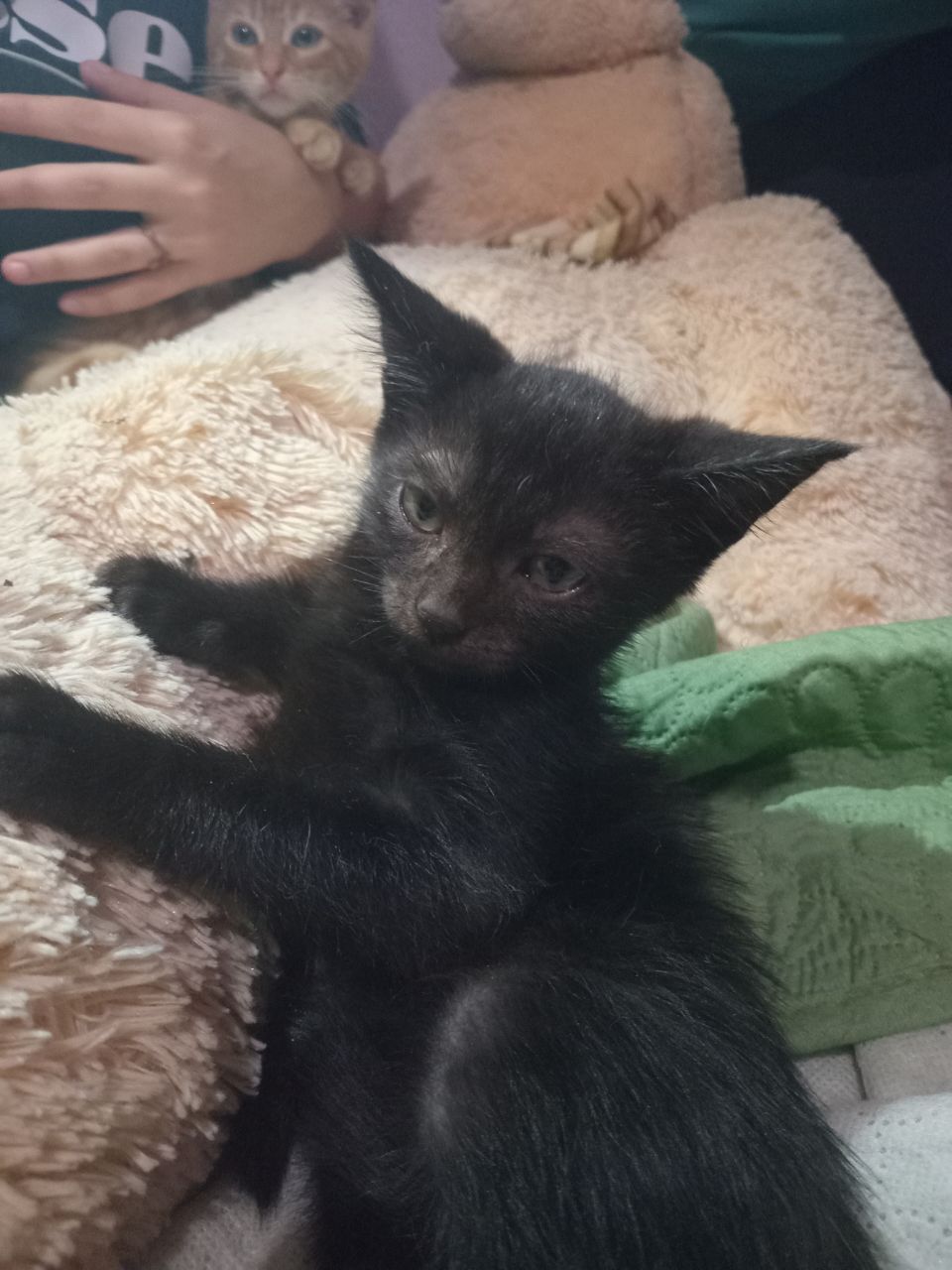 Без платные котята