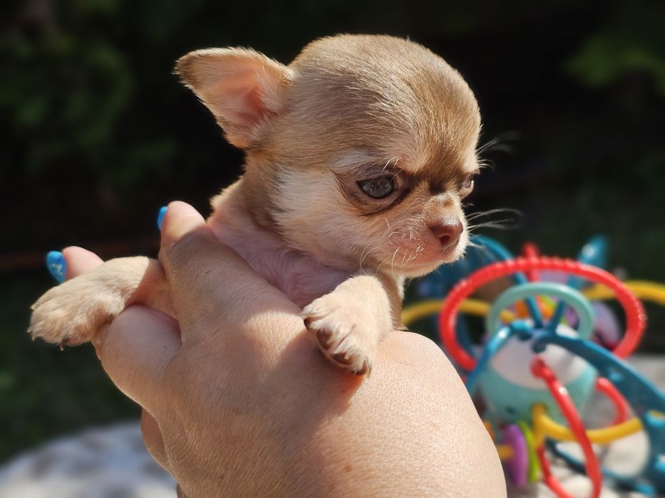 krótkowłosy piesek chihuahua umaszczenie husky xxs