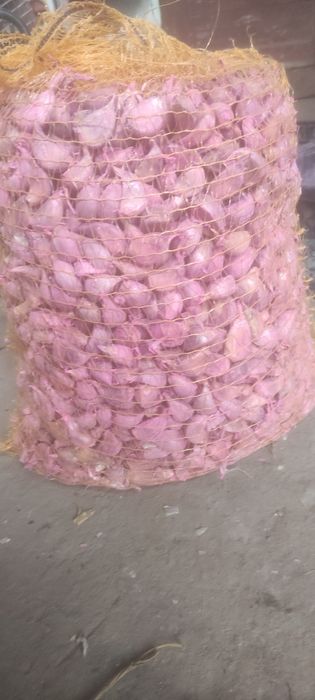 Ząbki czosnku Harnaś