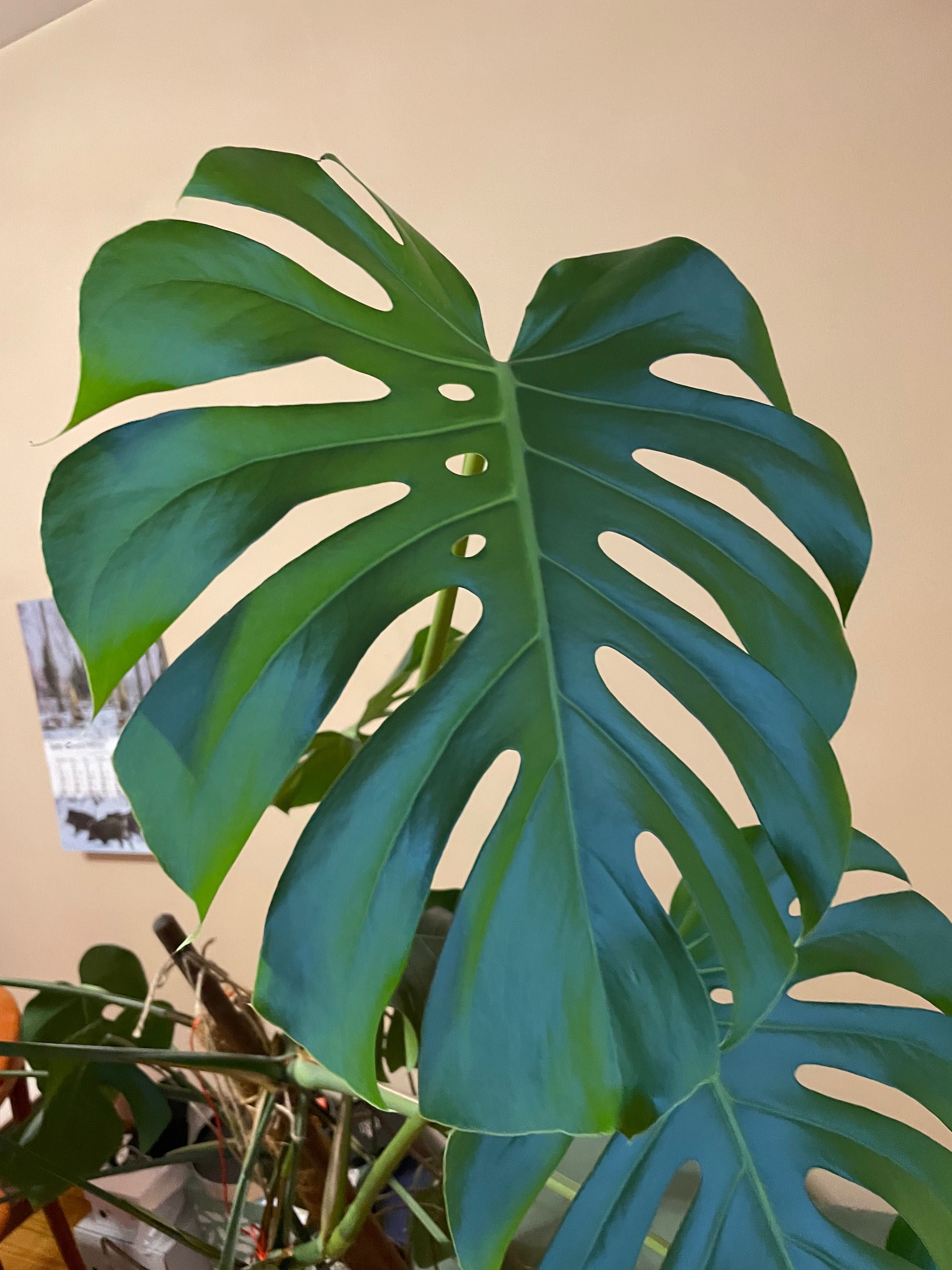 Duża monstera w doniczce