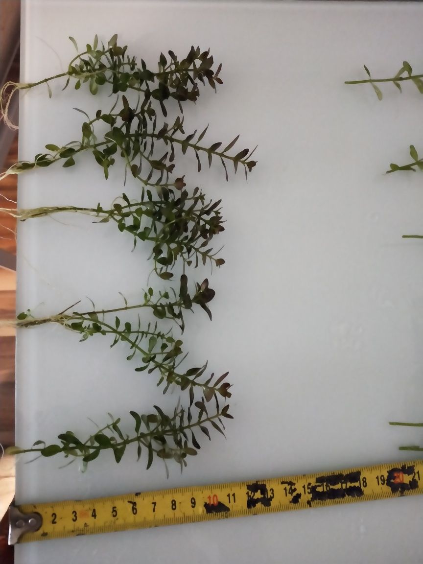 Rotala ramsior florida