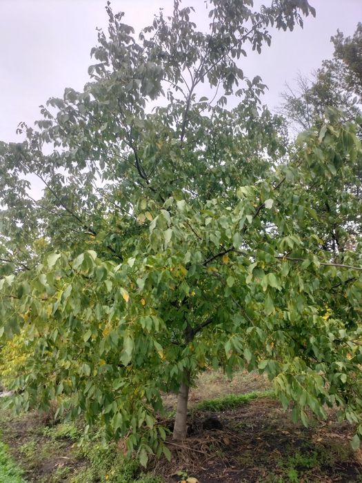 Саженцы ореха грецкого годичные сорт Пещанский