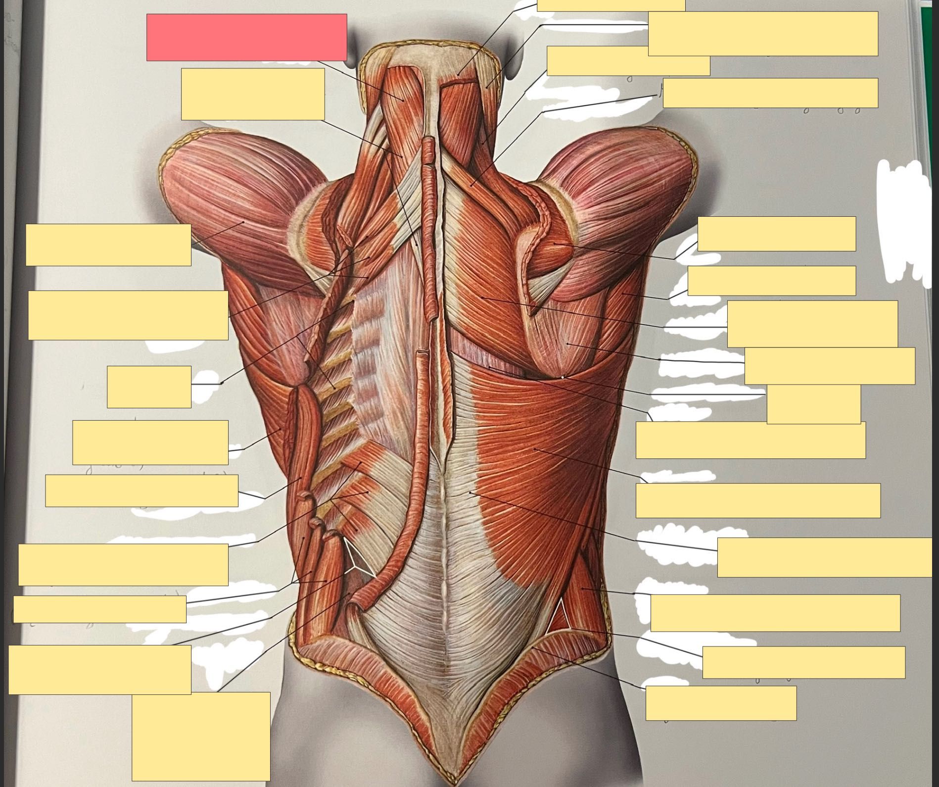 Fiszki ANATOMIA Grzbiet - schematy, pytania teoretyczne itd