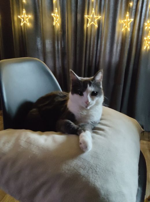 Зник кіт на фотке